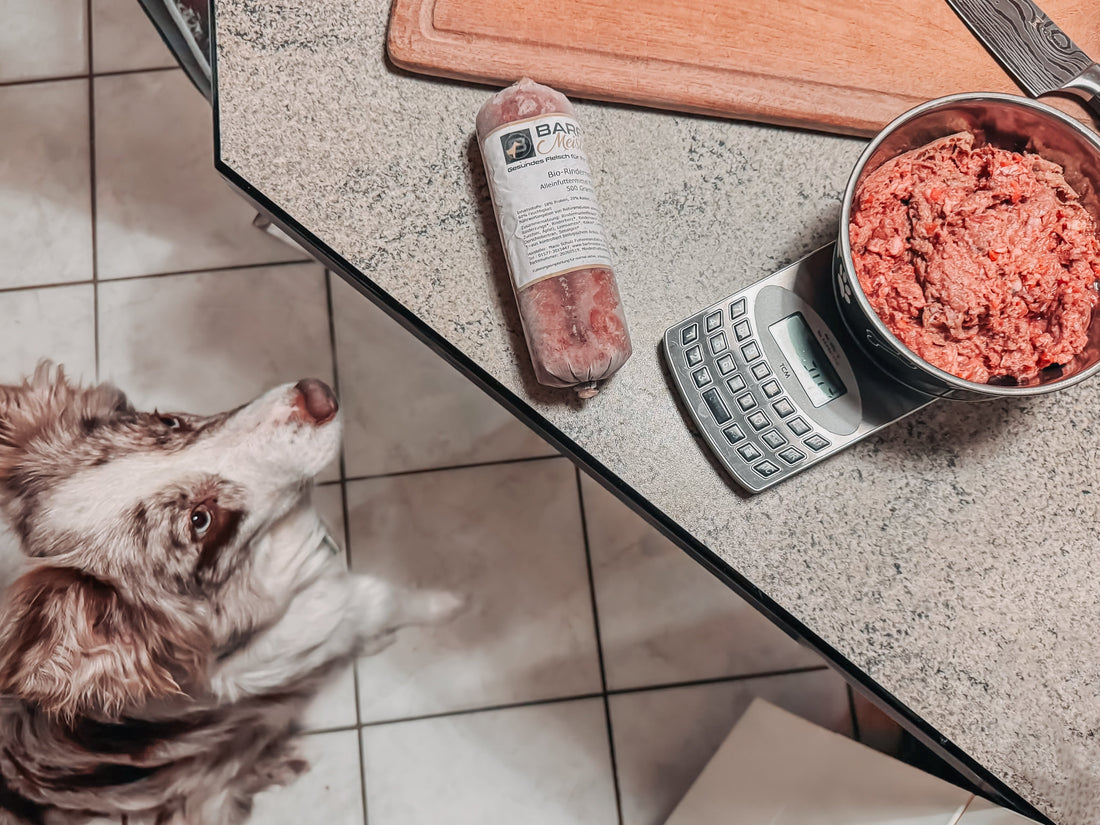 BARF Futtermenge für Hunde berechnen