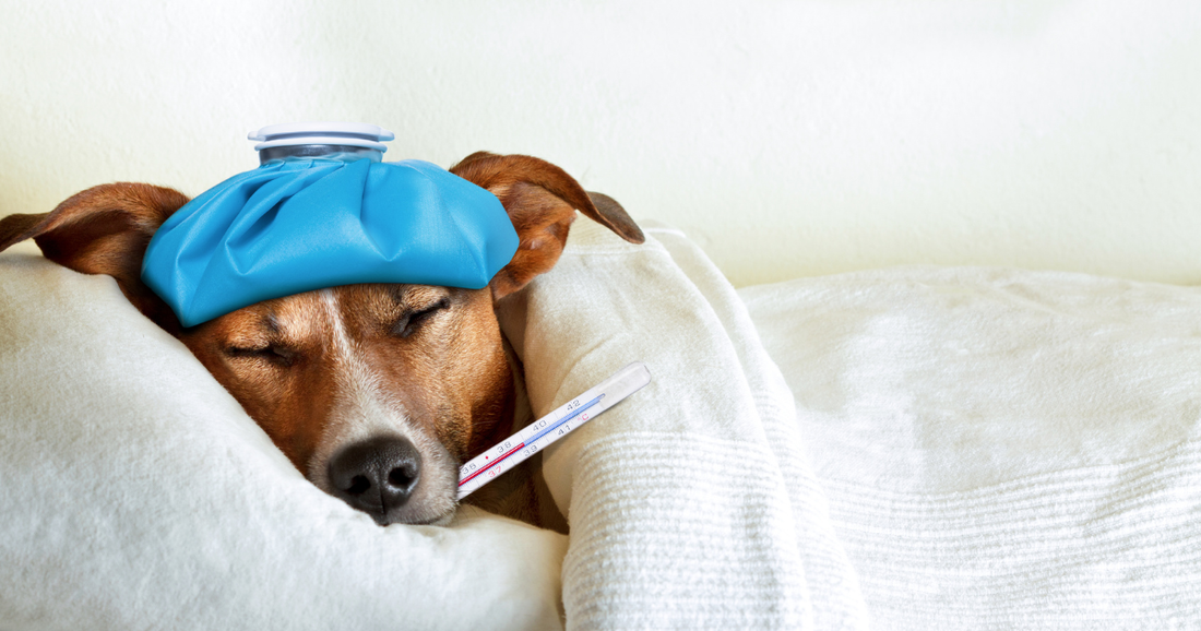 Wie oft sollte man den Hund entwurmen?