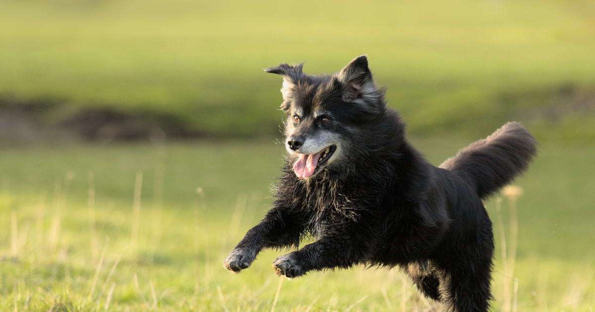 Was ist das beste Hundefutter für alte Hunde ab 7 Jahren?