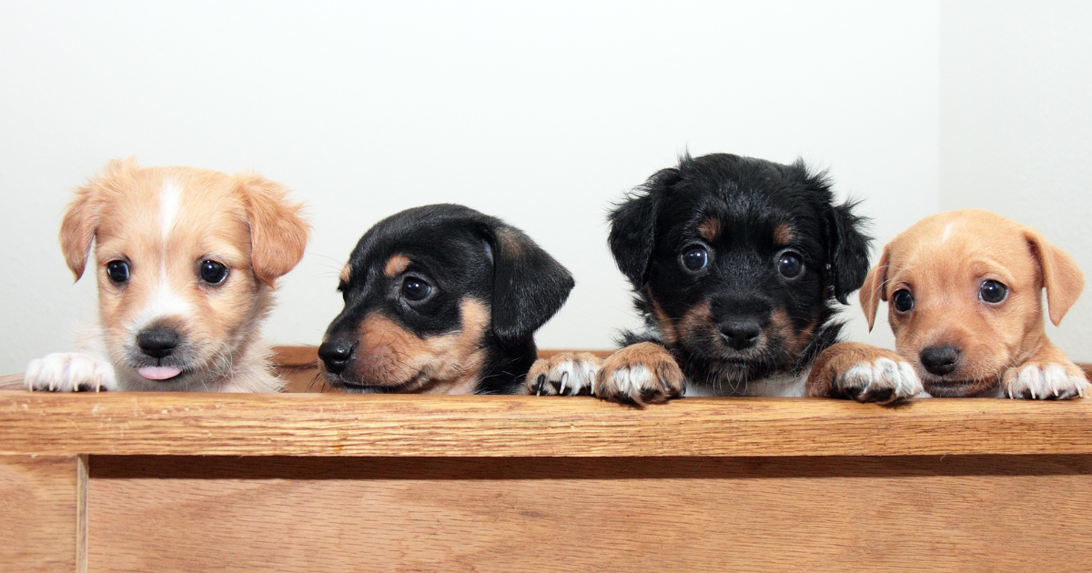 Was ist das beste Hundefutter für Welpen?