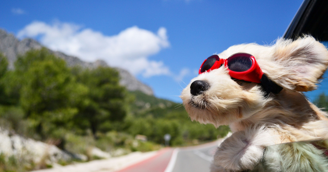 Wie gesund ist Bio-Hundefutter für meinen Hund?