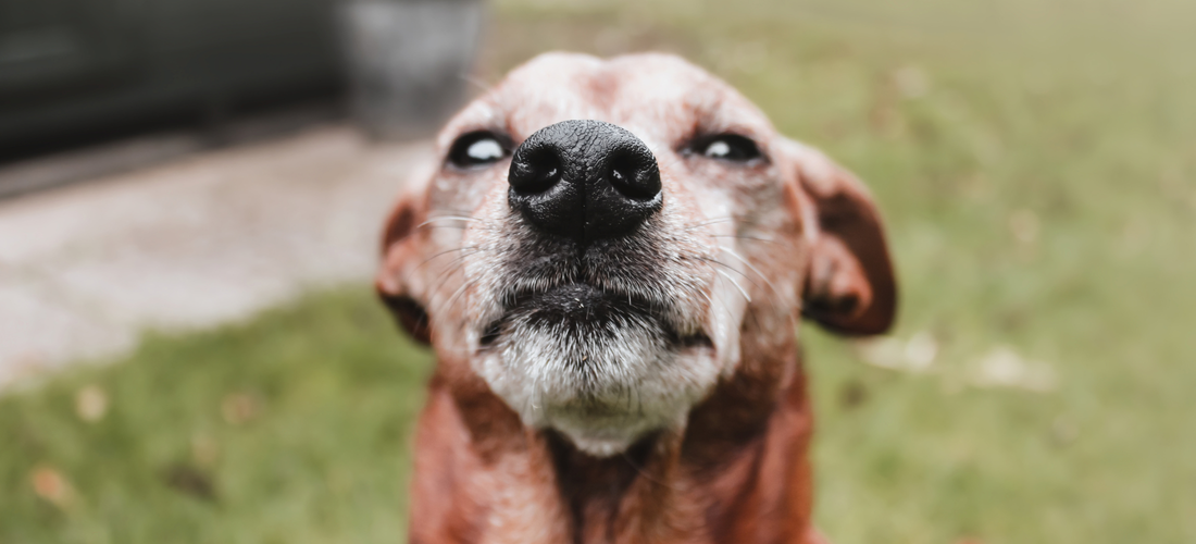 BARF bei Allergie beim Hund: Was wirklich wichtig ist