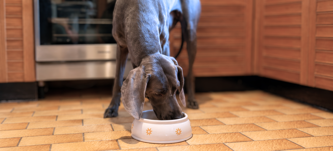 BARF für Hunde