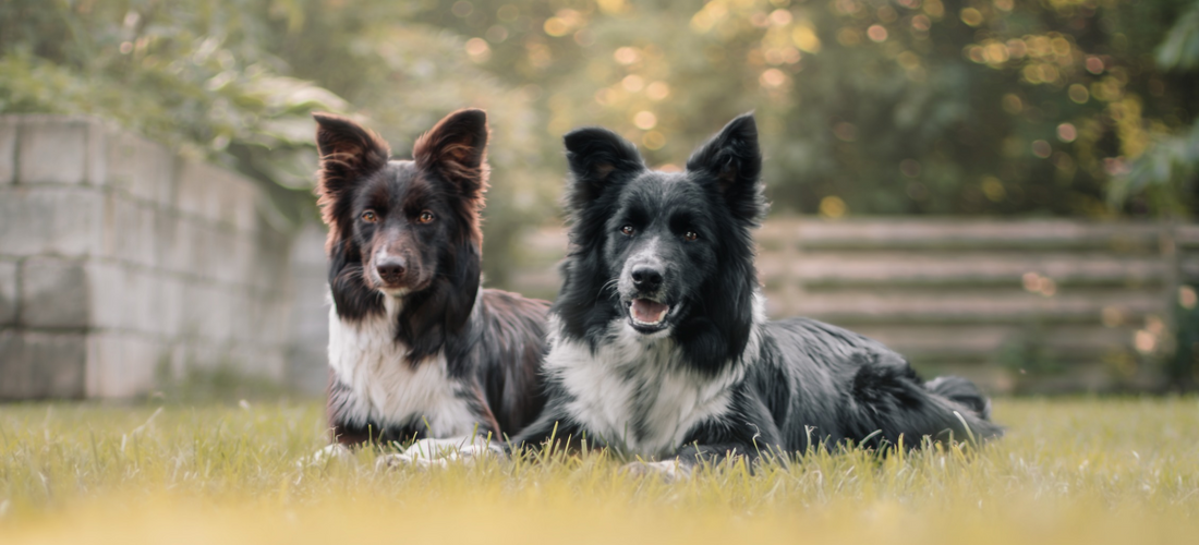 Hundefutter bei Durchfall: Was deinem Hund wirklich hilft