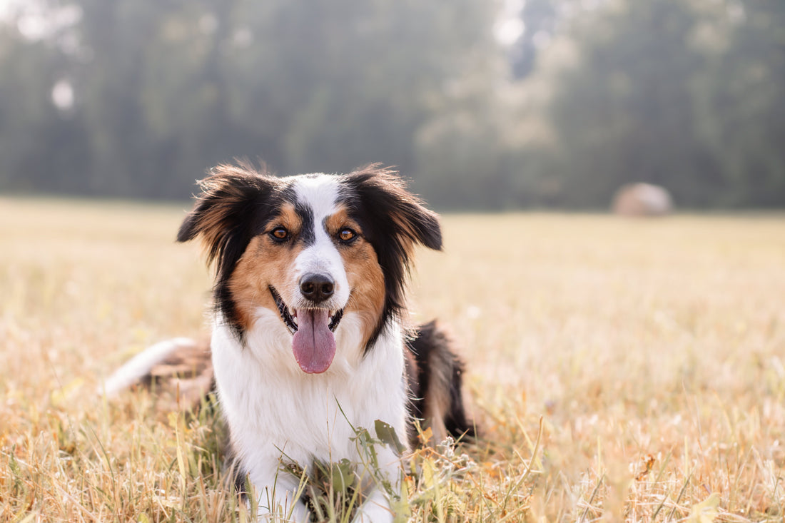 Hundefutter bei Hitze: So fütterst du deinen Hund im Sommer richtig