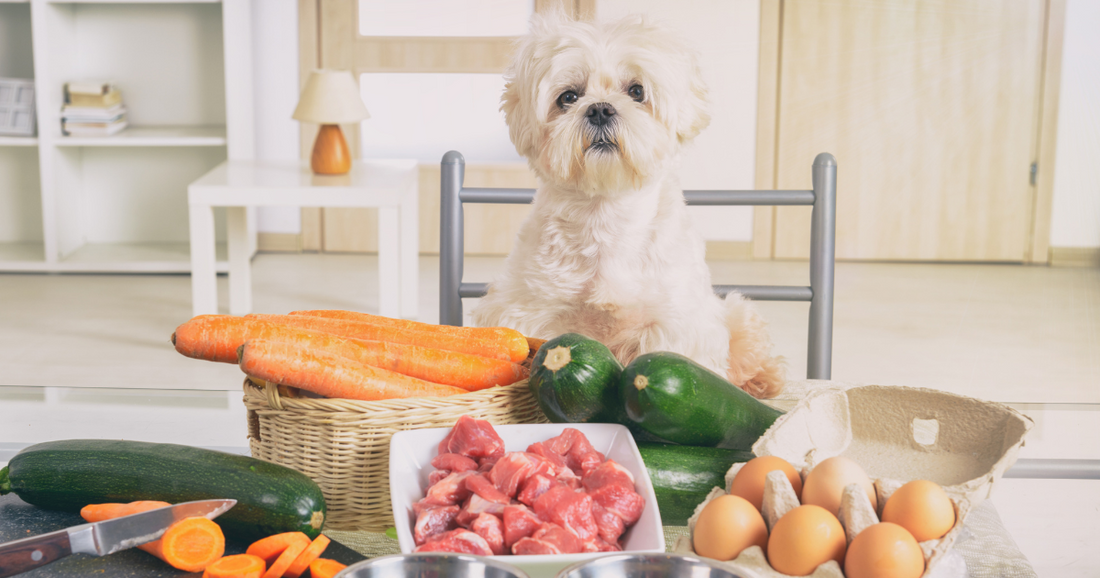 So klappt die BARF-Hundefutter Umstellung – Stressfrei in weniger als 7 Tagen