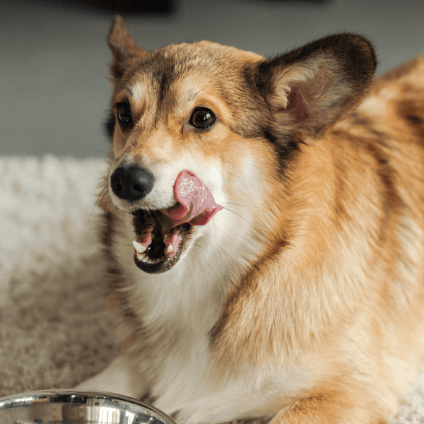 Dein Hundefutter. Alles drin! Vom Barfmeister – Barfmeister Shop