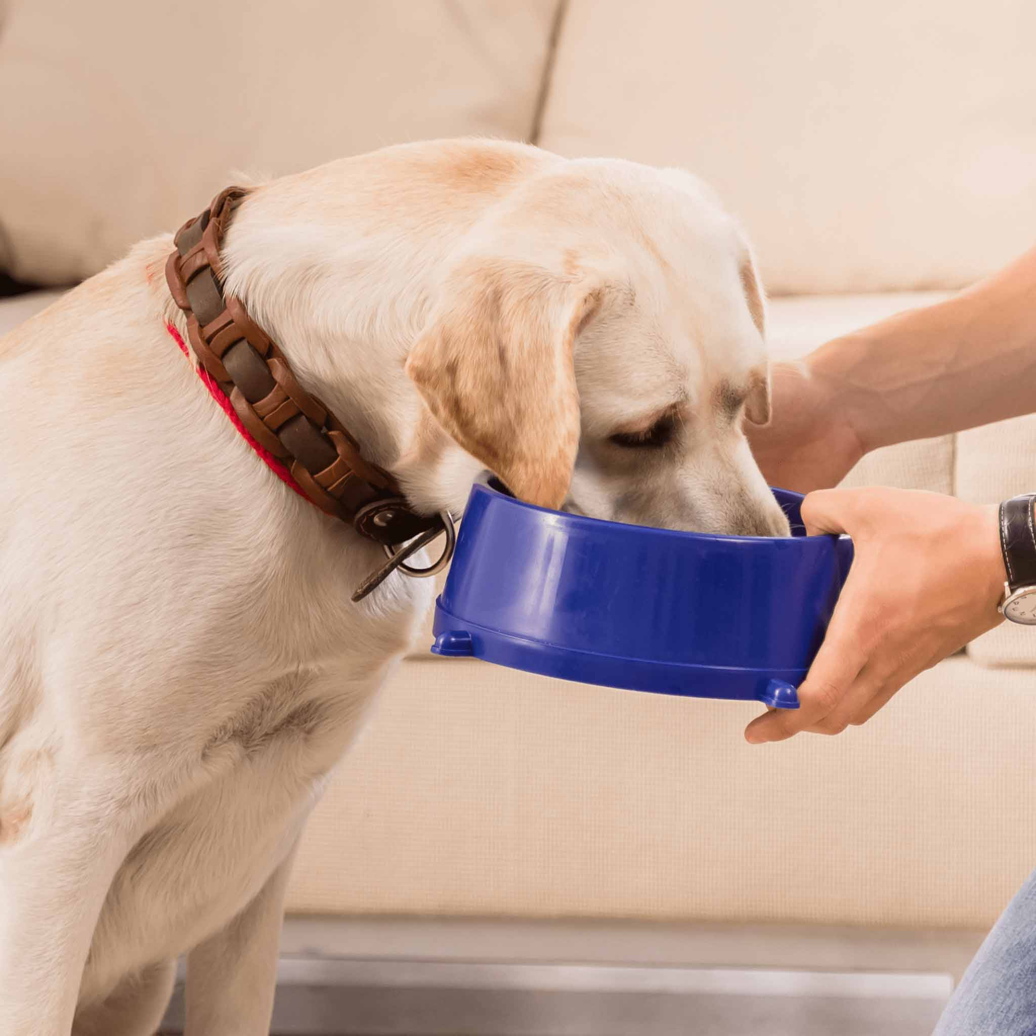 BIO Barf Huhn Komplettmenü 500g