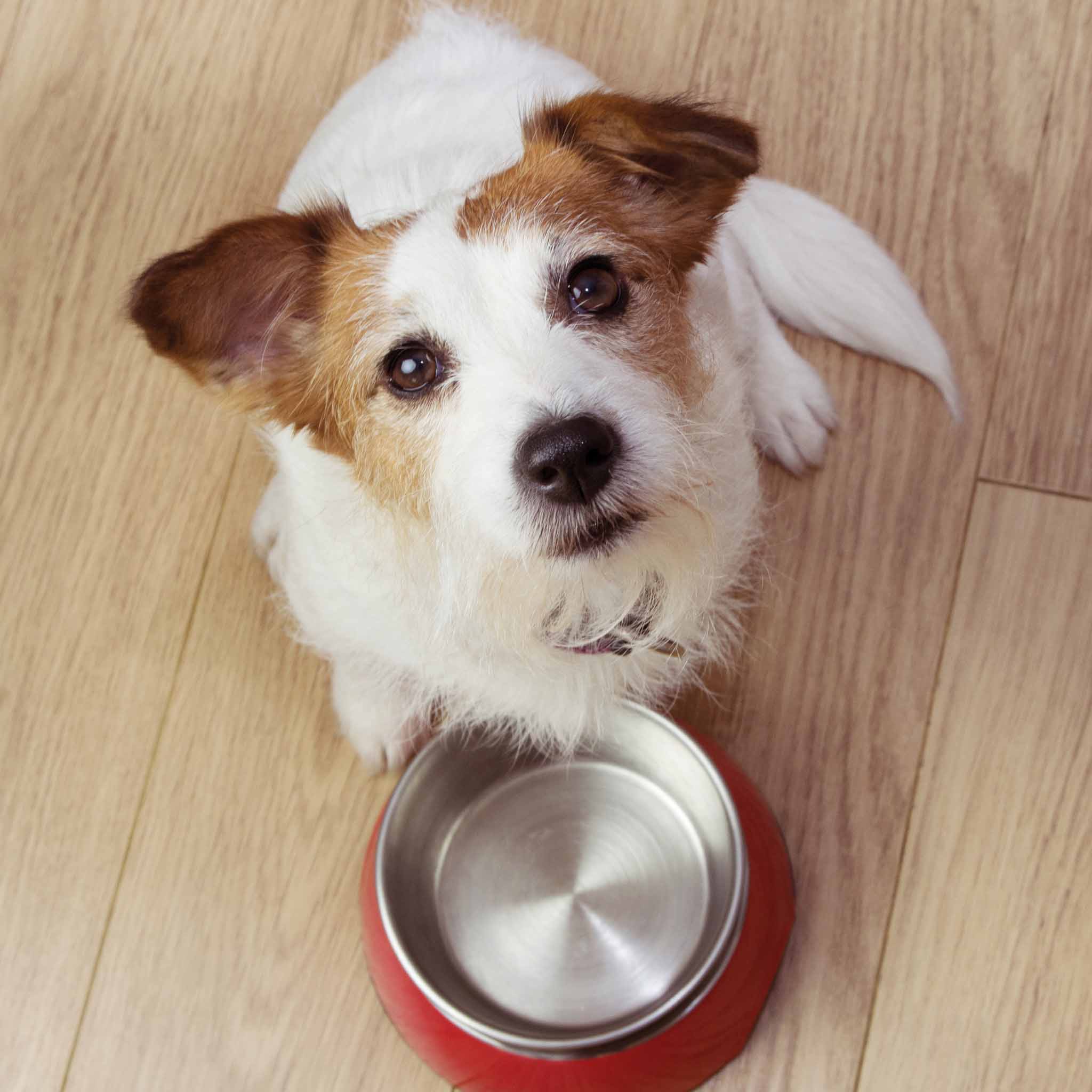 Barf Wild Komplettmenü 500g