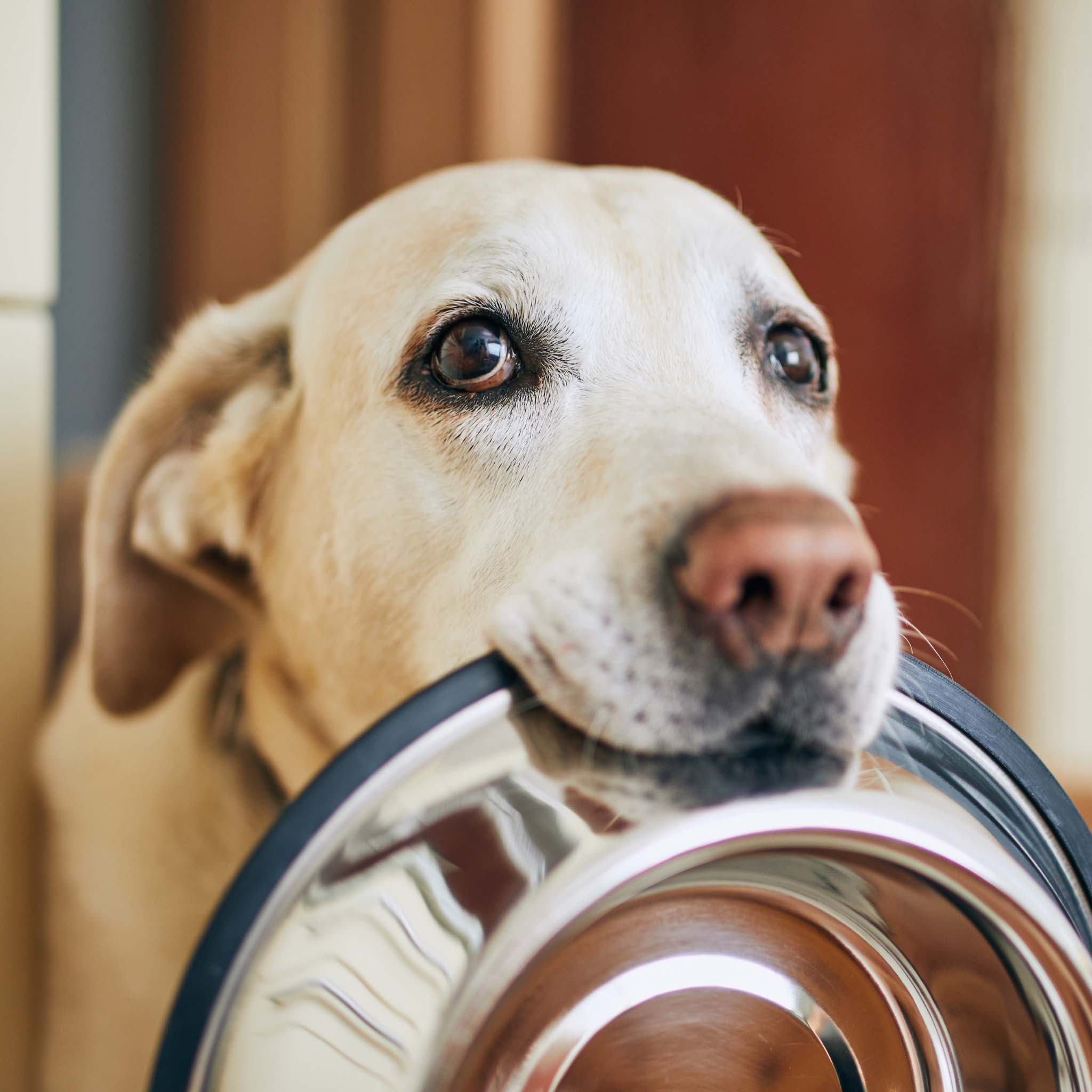 Barf Wild Komplettmenü 1000g