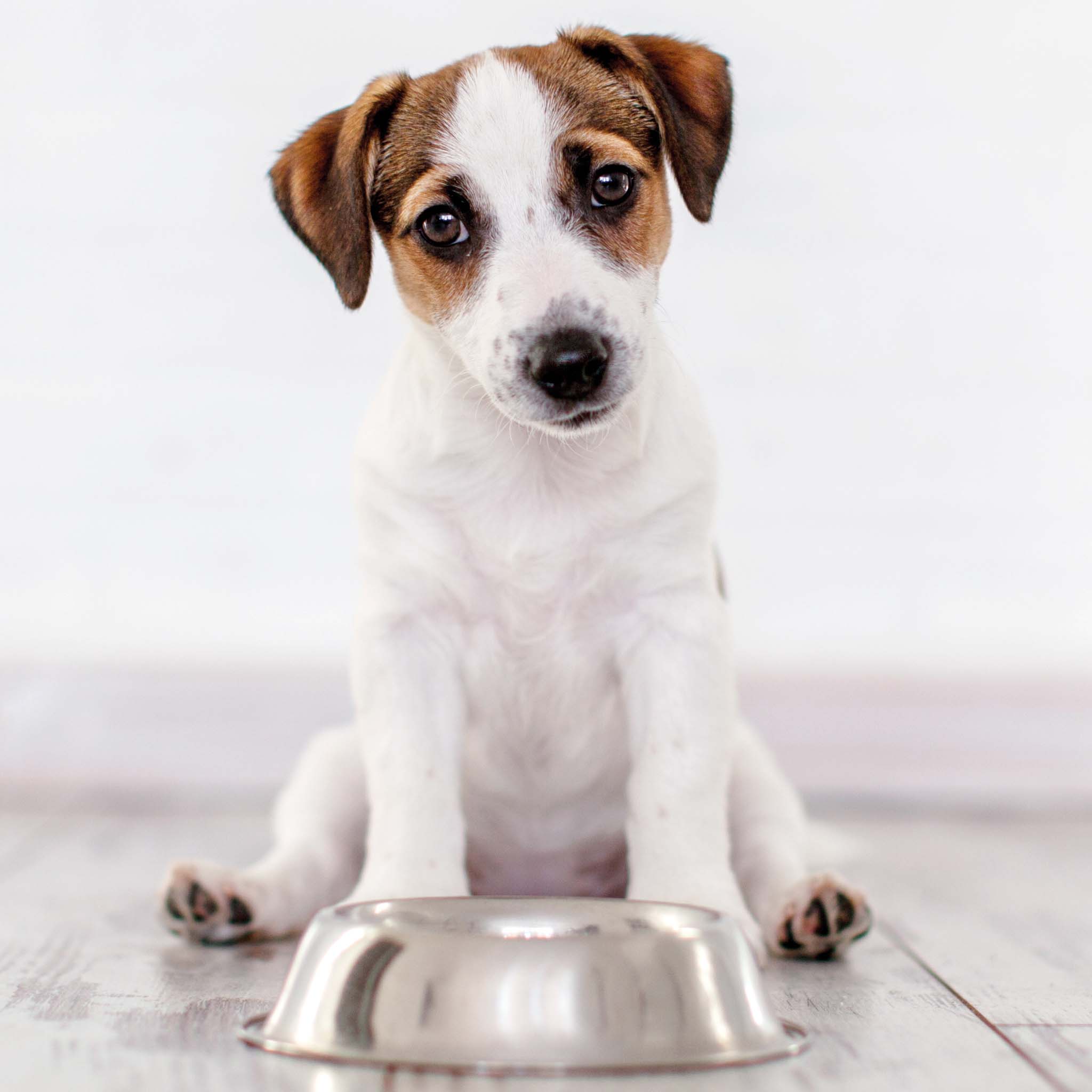 BIO Barf Huhn Komplettmenü 1000g